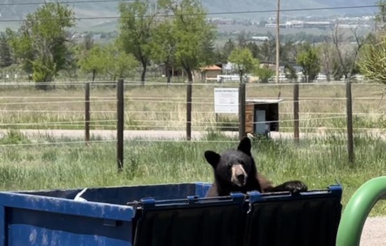 Colorado Parks and Wildlife Urges Residents: Secure Trash to Protect Bears and Humans Alike during Hyperphagia Season