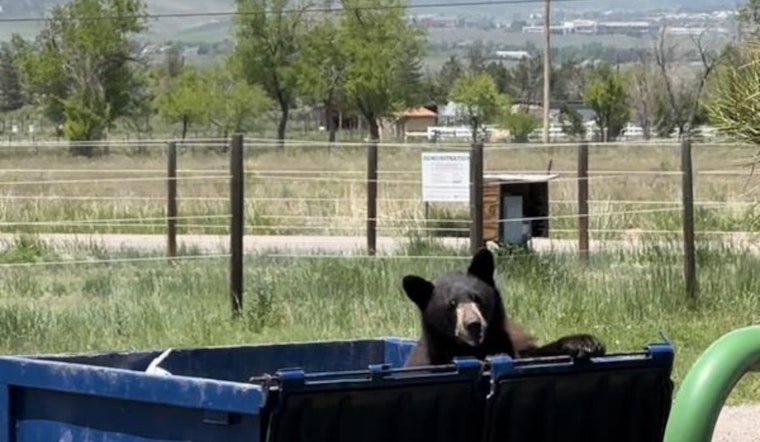 Colorado Parks and Wildlife Urges Residents: Secure Trash to Protect Bears and Humans Alike during Hyperphagia Season