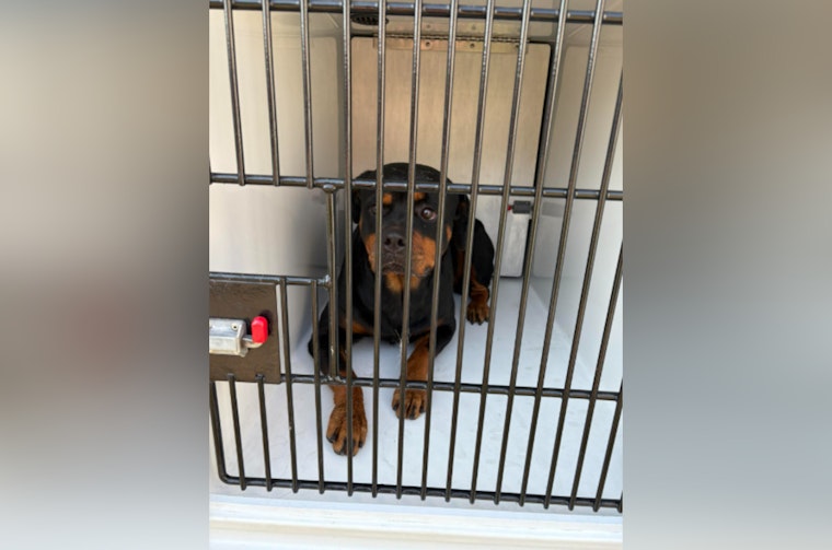Constable Deputies Respond to Rottweilers Charging at Child Near Bus Stop on Clintway Drive