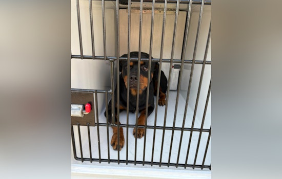 Constable Deputies Respond to Rottweilers Charging at Child Near Bus Stop on Clintway Drive