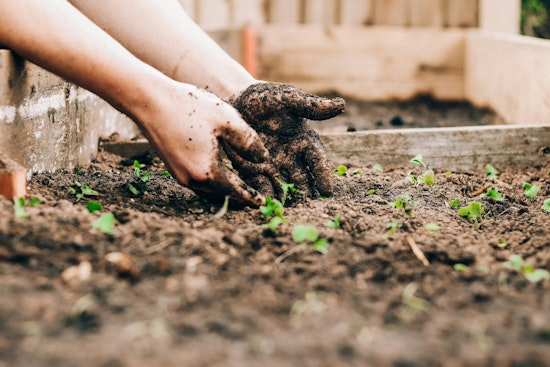 Coon Rapids Calls on Volunteers for Native Planting Initiative at Epiphany Pond Park