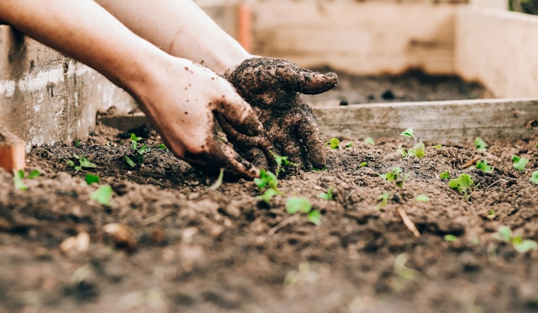 Coon Rapids Calls on Volunteers for Native Planting Initiative at Epiphany Pond Park
