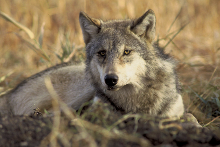 CPW Report Reveals Link Between Removed Gray Wolf and Copper Creek Pack in Rio Blanco County