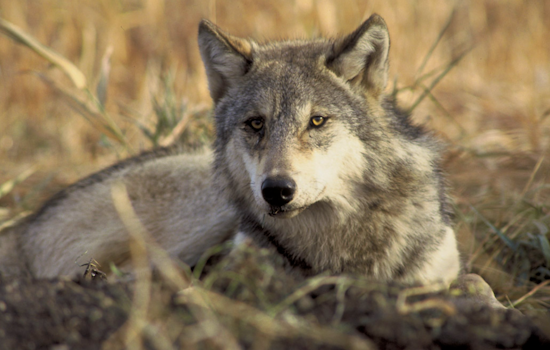 CPW Report Reveals Link Between Removed Gray Wolf and Copper Creek Pack in Rio Blanco County
