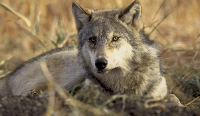 CPW Report Reveals Link Between Removed Gray Wolf and Copper Creek Pack in Rio Blanco County