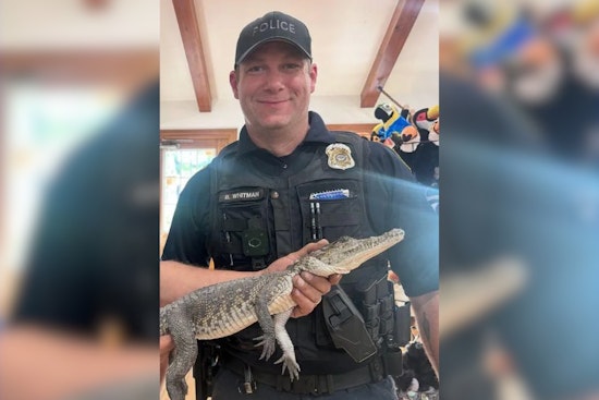 Crocodile Surprise: Endangered Reptile Discovered Relaxing in Michigan Front Yard