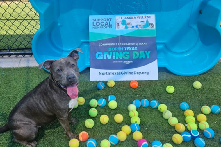 Dallas Animal Services Aims to Raise $150,000 on North Texas Giving Day for Local Pets
