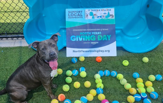 Dallas Animal Services Aims to Raise $150,000 on North Texas Giving Day for Local Pets