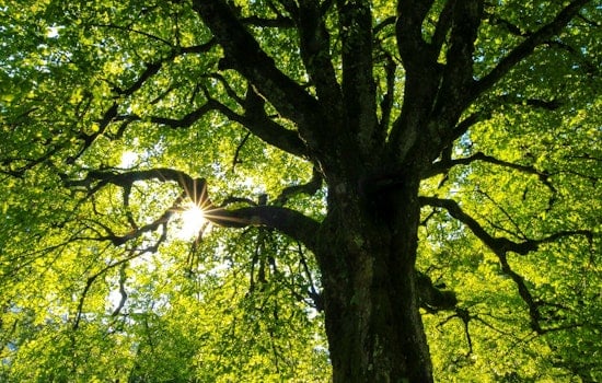 DeKalb County Senior Citizens Face Approaching Deadline for Tree Removal Assistance Program