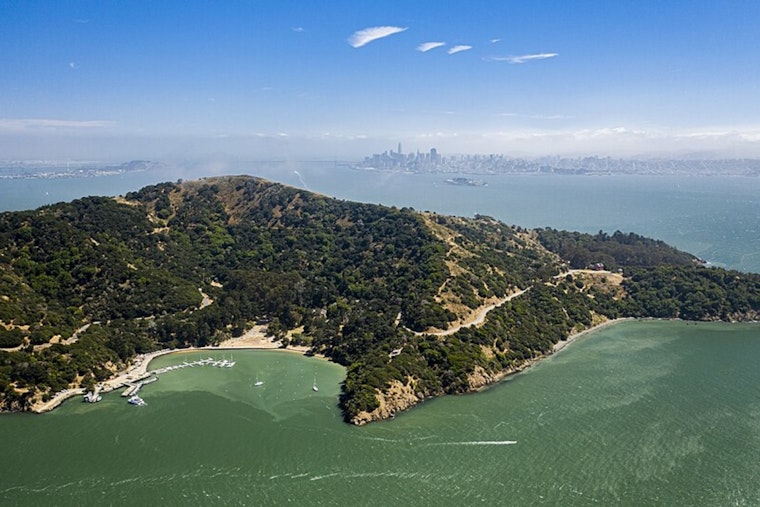VIDEO: Coyote Swimming in the Bay Likely from Pack that Fixed Many Angel Island Issues