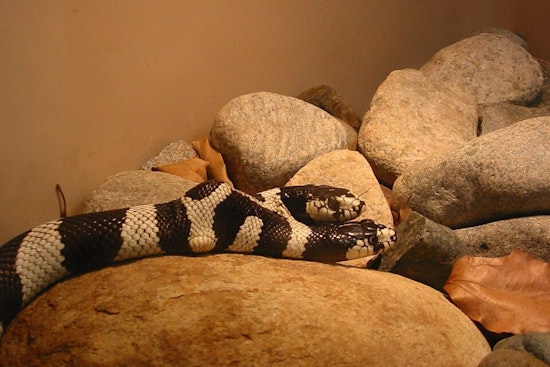 East Bay Vivarium Mourns Loss of Rare Two-Headed Snake, Zeke and Angel, in California