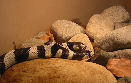 East Bay Vivarium Mourns Loss of Rare Two-Headed Snake, Zeke and Angel, in California