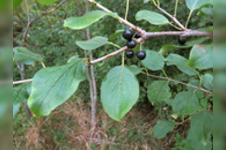 Eden Prairie Mobilizes Community in Sustainability Efforts with Buckthorn Workshop and Recycling Event