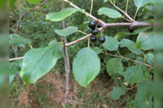 Eden Prairie Mobilizes Community in Sustainability Efforts with Buckthorn Workshop and Recycling Event