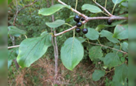 Eden Prairie Mobilizes Community in Sustainability Efforts with Buckthorn Workshop and Recycling Event