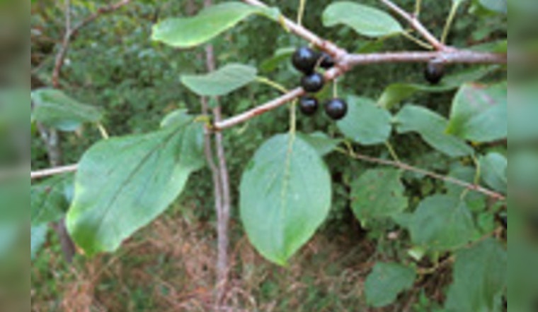 Eden Prairie Mobilizes Community in Sustainability Efforts with Buckthorn Workshop and Recycling Event
