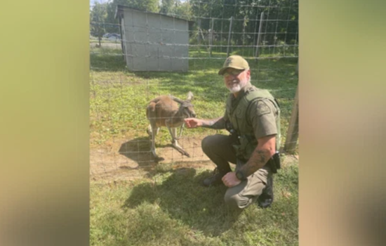 Edgewater Home Gets Bouncy Visitor: Kangaroo Encounter Leads to Review of Exotic Pet Ownership Laws