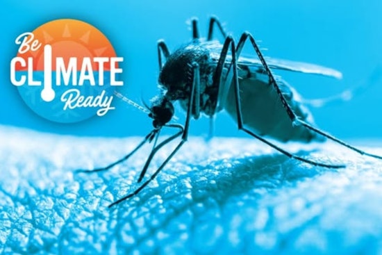 El Paso Officials Urge Residents to Employ "Four Ds" Strategy Against Mosquito Onslaught