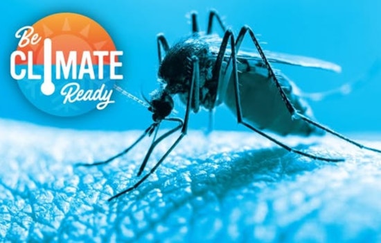 El Paso Officials Urge Residents to Employ "Four Ds" Strategy Against Mosquito Onslaught