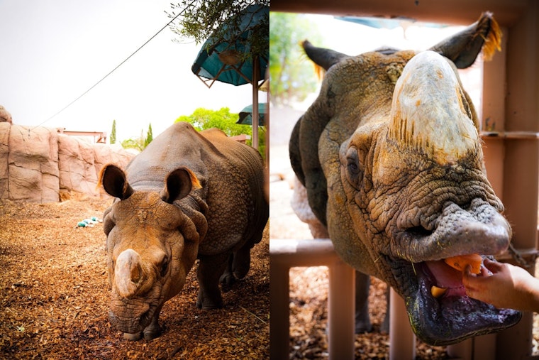 El Paso Rhinos Team Up with Zoo for Rhino Conservation Awareness on World Rhino Day