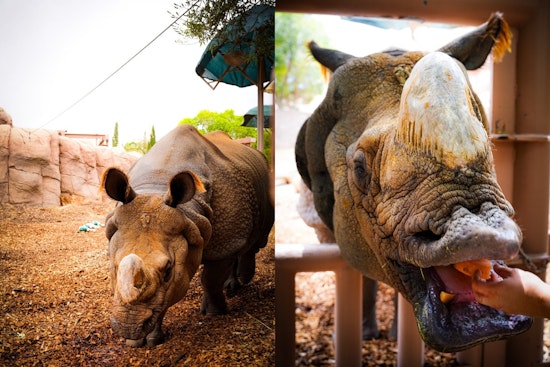 El Paso Rhinos Team Up with Zoo for Rhino Conservation Awareness on World Rhino Day