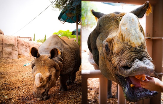 El Paso Rhinos Team Up with Zoo for Rhino Conservation Awareness on World Rhino Day