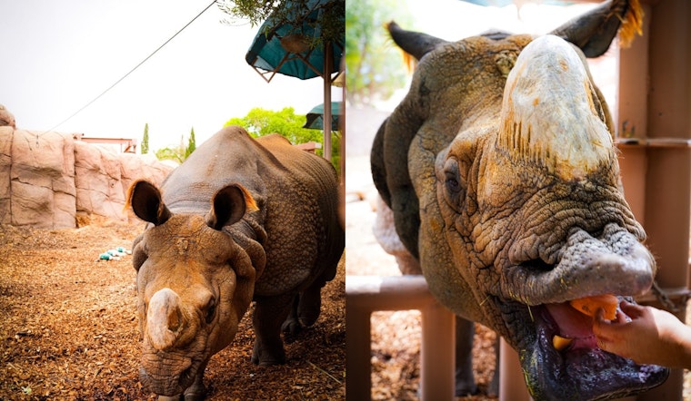 El Paso Rhinos Team Up with Zoo for Rhino Conservation Awareness on World Rhino Day