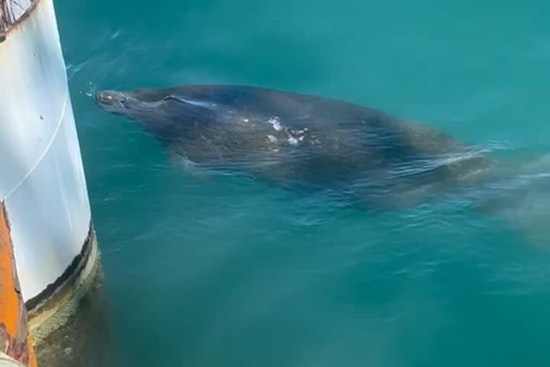 Endangered Manatee Sighting Halts Ferry Construction Project in Port Aransas, Texas