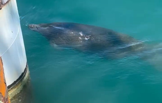 Endangered Manatee Sighting Halts Ferry Construction Project in Port Aransas, Texas