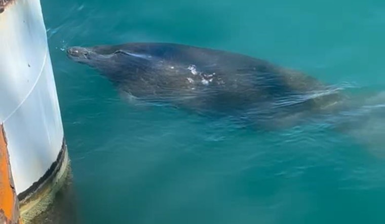 Endangered Manatee Sighting Halts Ferry Construction Project in Port Aransas, Texas