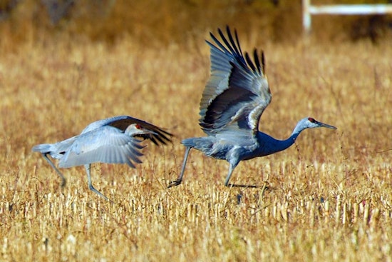 Experience the Elegance of Sandhill Cranes in Utah: DWR Hosts Free Viewing Events in Uintah Basin