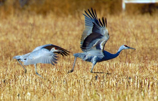 Experience the Elegance of Sandhill Cranes in Utah: DWR Hosts Free Viewing Events in Uintah Basin