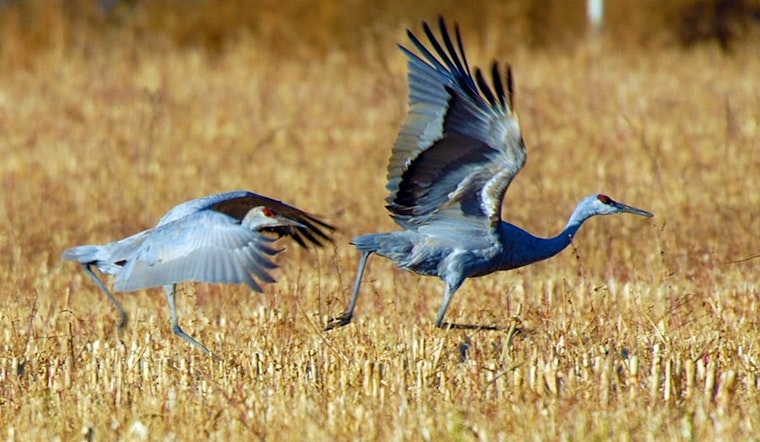 Experience the Elegance of Sandhill Cranes in Utah: DWR Hosts Free Viewing Events in Uintah Basin