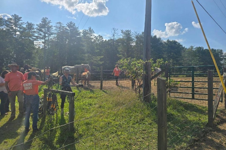 Fentress County Authorities Rescue 27 Malnourished Horses and Ponies Amid Neglect Investigation