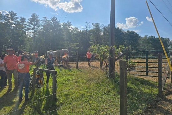 Fentress County Authorities Rescue 27 Malnourished Horses and Ponies Amid Neglect Investigation