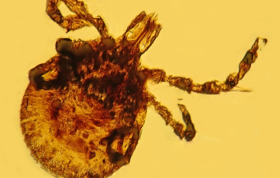 First Case of Tick-Borne Powassan Virus Detected in Illinois; Health Officials Urge Precautions
