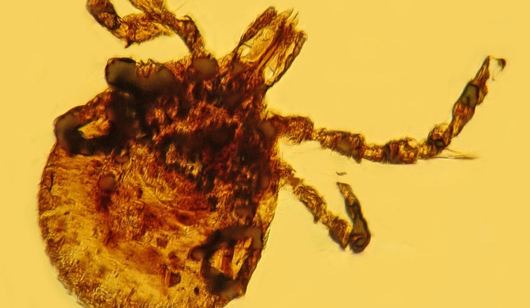 First Case of Tick-Borne Powassan Virus Detected in Illinois; Health Officials Urge Precautions