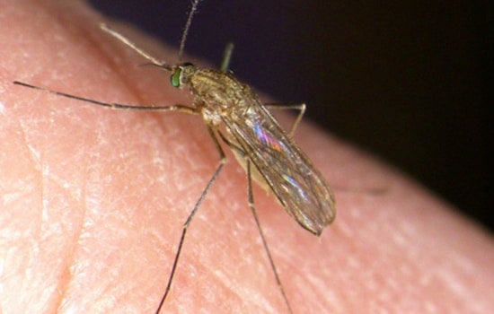 First Human Case of West Nile Virus Confirmed in Middlesex County, Massachusetts as State Cautions Against Mosquito-Borne Risks