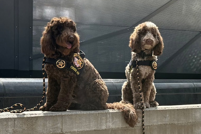 Franklin County's Crisis K9s Titus and Scooby Support Minneapolis Community Following School Shooting