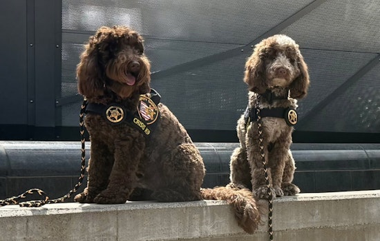 Franklin County's Crisis K9s Titus and Scooby Support Minneapolis Community Following School Shooting