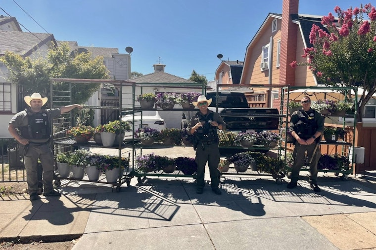 Gilroy Nursery Hit by Thieves in Calibrachoa Plant Heist, Partial Recovery Thanks to Alert Citizen