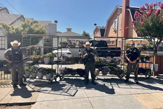 Gilroy Nursery Hit by Thieves in Calibrachoa Plant Heist, Partial Recovery Thanks to Alert Citizen