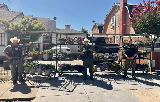 Gilroy Nursery Hit by Thieves in Calibrachoa Plant Heist, Partial Recovery Thanks to Alert Citizen