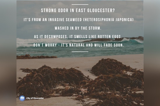 Gloucester Grapples with Unpleasant 'Rotten Egg' Odor Due to Invasive Seaweed After Hurricane Erin