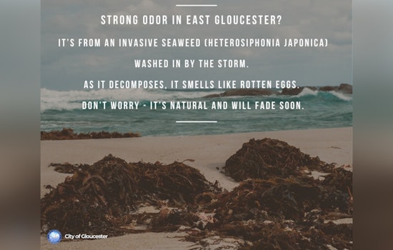 Gloucester Grapples with Unpleasant 'Rotten Egg' Odor Due to Invasive Seaweed After Hurricane Erin