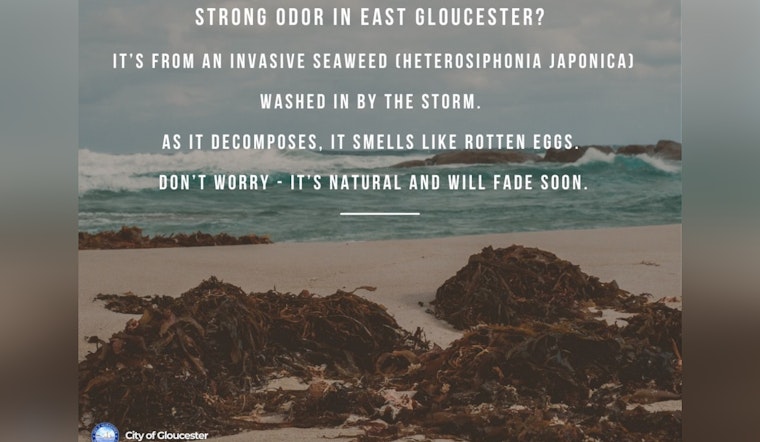 Gloucester Grapples with Unpleasant 'Rotten Egg' Odor Due to Invasive Seaweed After Hurricane Erin