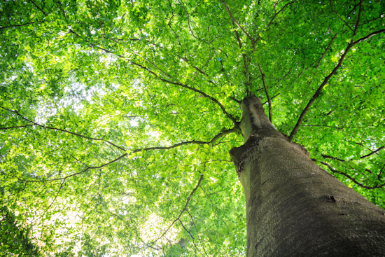 Grand Prairie Residents Invited to Nominate Top Trees for 'The Grandest Tree Competition'