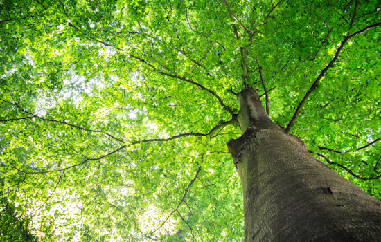 Grand Prairie Residents Invited to Nominate Top Trees for 'The Grandest Tree Competition'