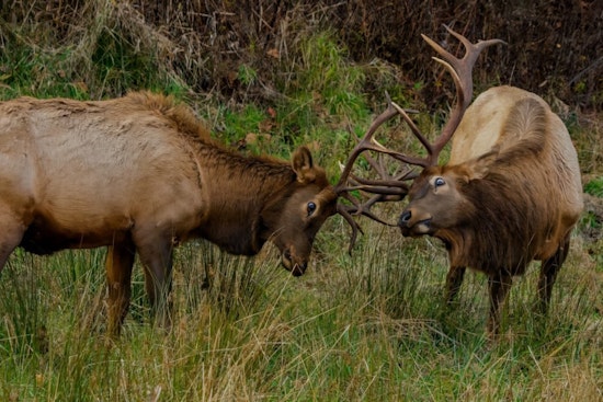 Great Smoky Mountains Elk Rut Season: A Spectacular yet Risky Time for Visitors