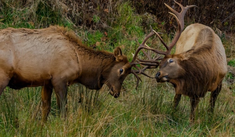 Great Smoky Mountains Elk Rut Season: A Spectacular yet Risky Time for Visitors